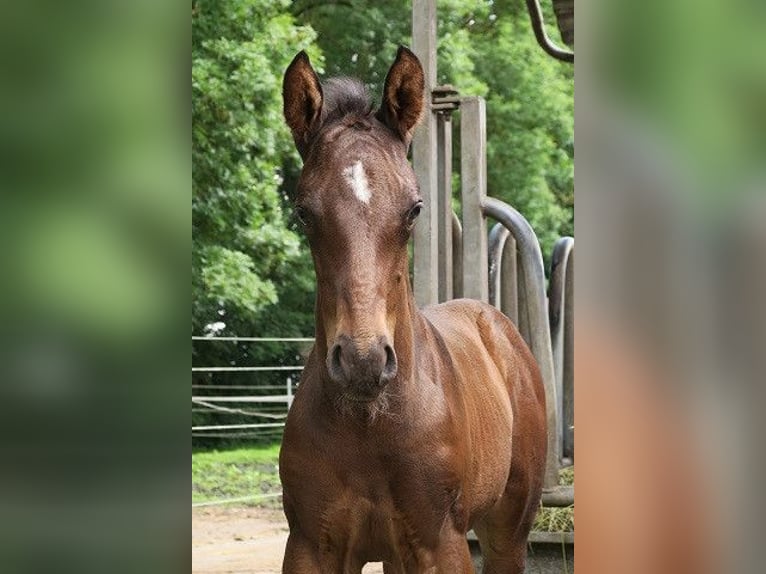 Trakehner Stallion 1 year 16 hh Brown in G&#xFC;nzburg