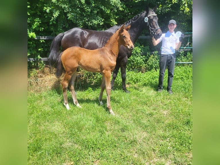 Trakehner Stallion 1 year 16,2 hh Brown in Adelsried