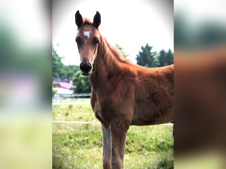 Trakehner Stallion 1 year 16,2 hh Chestnut-Red in Sperenberg