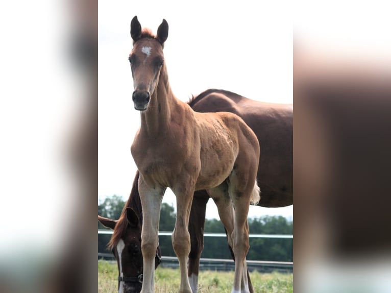 Trakehner Stallion 1 year 16,2 hh Chestnut-Red in Sperenberg