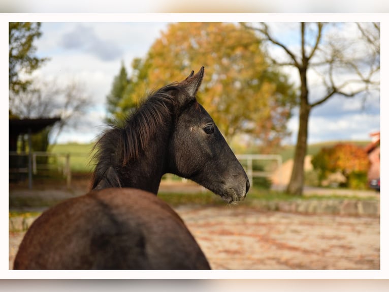 Trakehner Stallion 1 year 16,2 hh Grey in Sząbruk