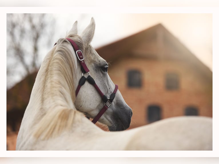 Trakehner Stallion 1 year 16,2 hh Grey in Sząbruk