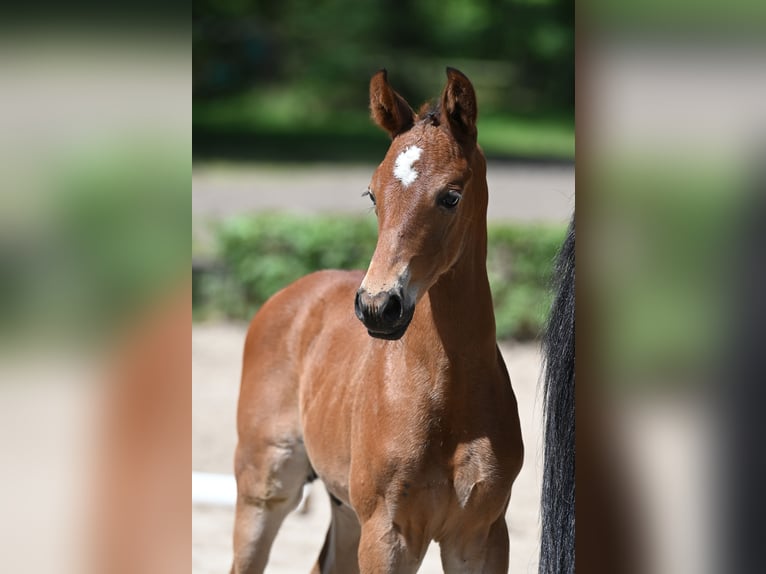 Trakehner Stallion 1 year 16,2 hh in Salzhausen