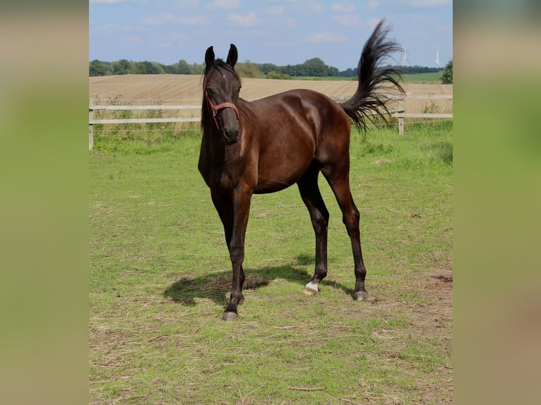 Trakehner Stallion 1 year 16,2 hh Smoky-Black in Loissin