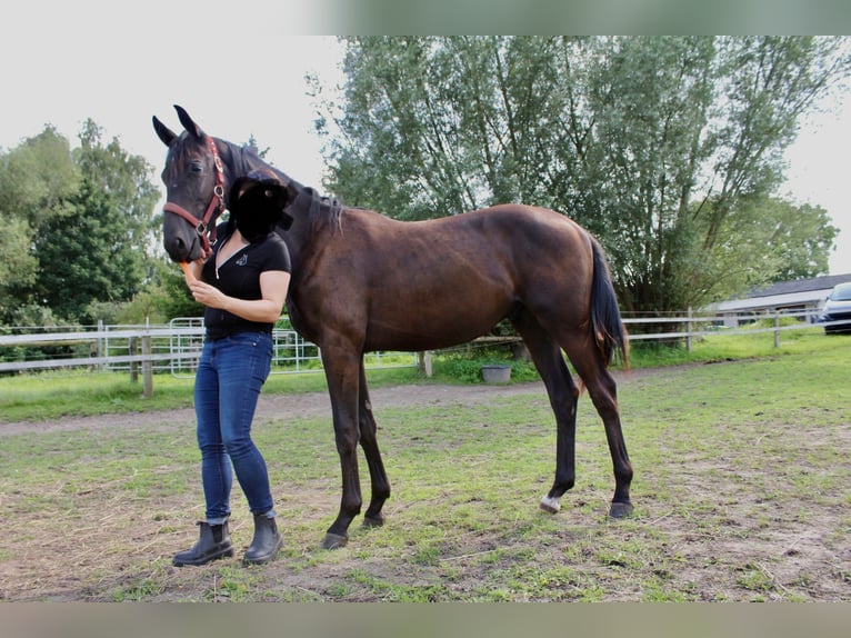 Trakehner Stallion 1 year 16,2 hh Smoky-Black in Loissin