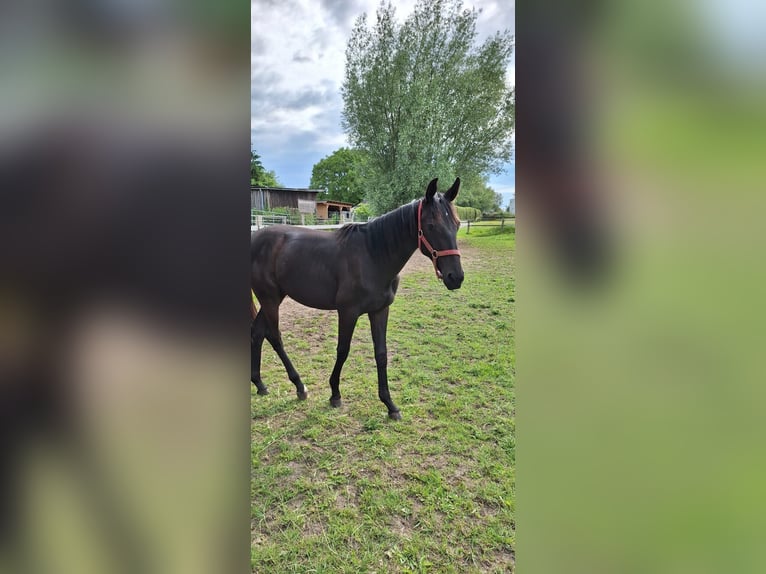 Trakehner Stallion 1 year 16,2 hh Smoky-Black in Loissin