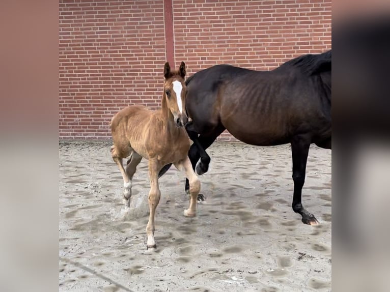 Trakehner Stallion 1 year 17,1 hh Chestnut-Red in Freren