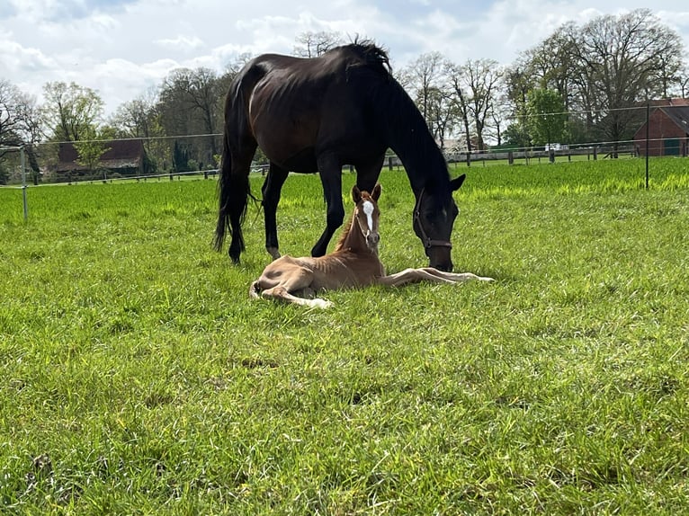 Trakehner Stallion 1 year 17,1 hh Chestnut-Red in Freren