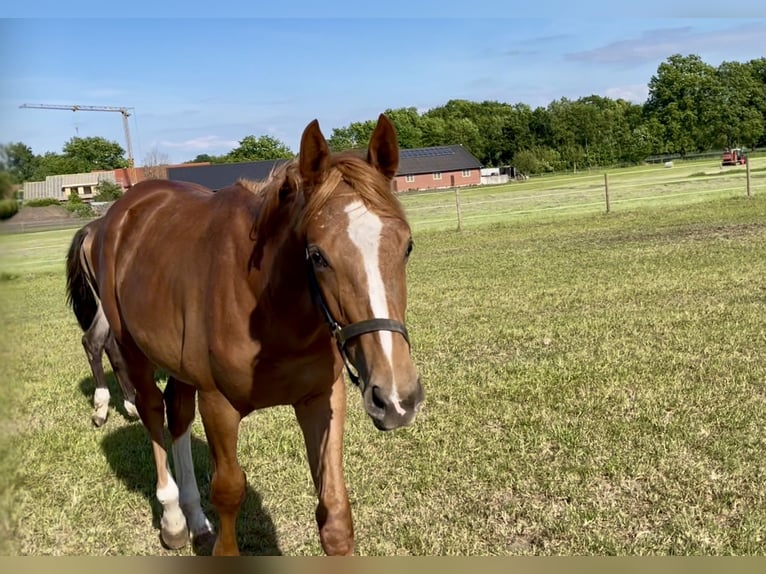 Trakehner Stallion 1 year 17,1 hh Chestnut-Red in Freren