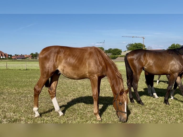 Trakehner Stallion 1 year 17,1 hh Chestnut-Red in Freren