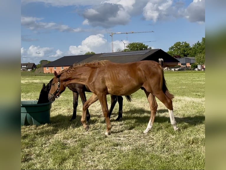 Trakehner Stallion 1 year 17,1 hh Chestnut-Red in Freren