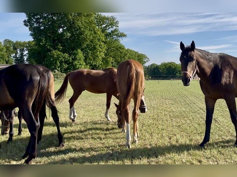 Trakehner Stallion 1 year 17,1 hh Chestnut-Red in Freren
