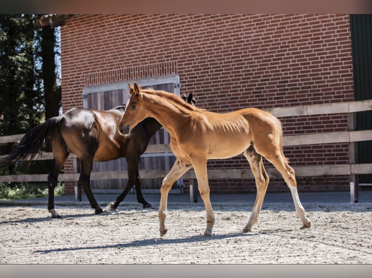 Trakehner Stallion 1 year 17,1 hh Chestnut-Red in Freren