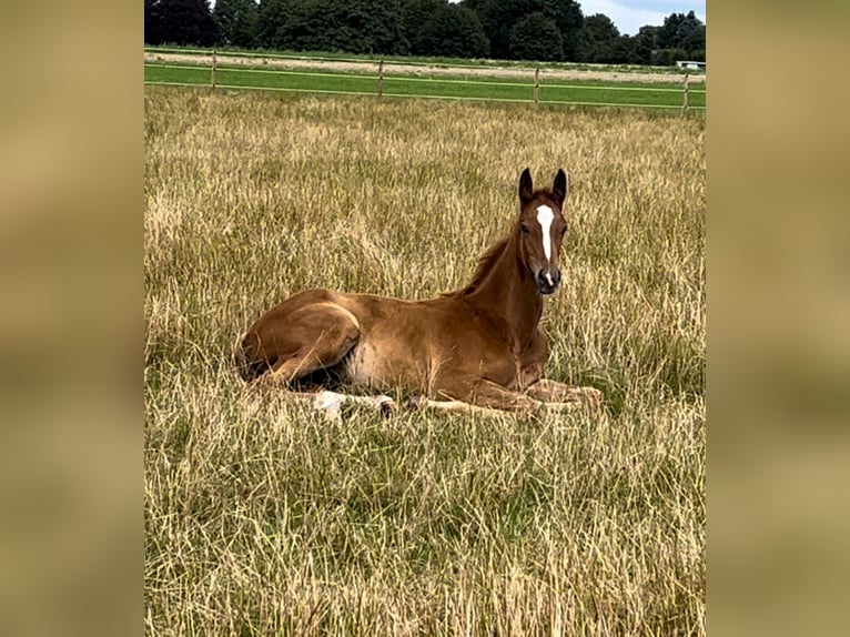 Trakehner Stallion 1 year 17,1 hh Chestnut-Red in Freren