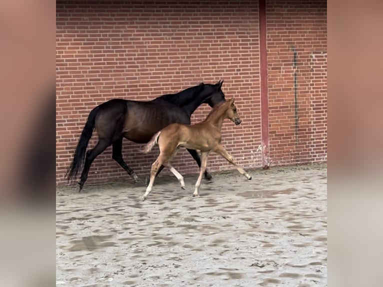 Trakehner Stallion 1 year 17,1 hh Chestnut-Red in Freren