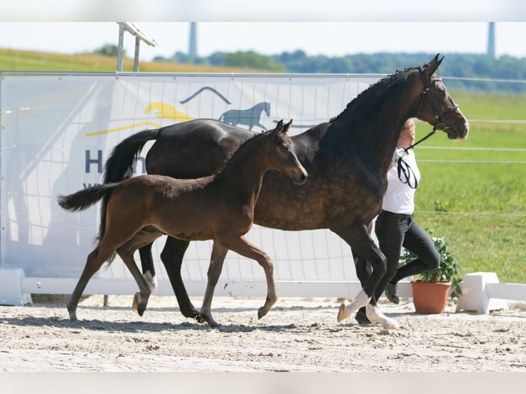 Trakehner Stallion 1 year Bay-Dark in Zellingen
