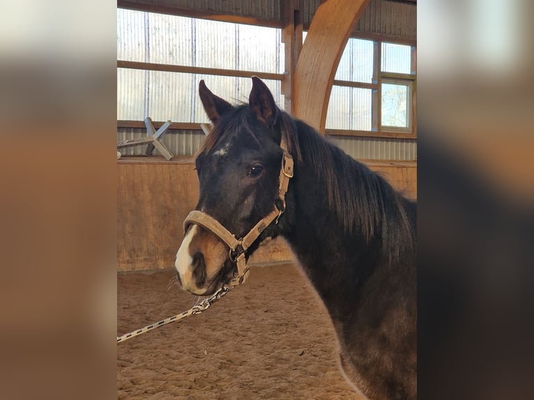 Trakehner Stallion 1 year Bay-Dark in Majenfelde