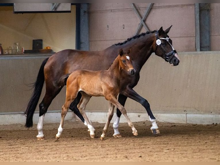 Trakehner Stallion 1 year Bay-Dark in Houten