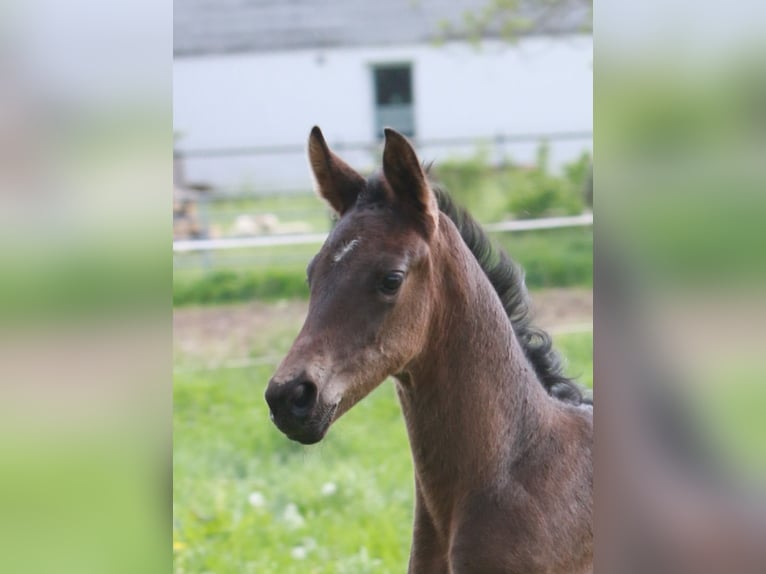 Trakehner Stallion 1 year Bay-Dark in Alfeld