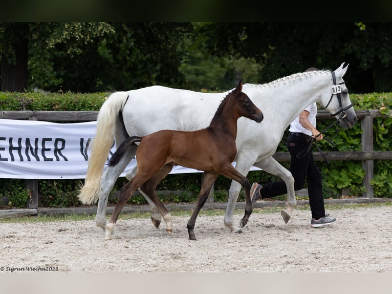 Trakehner Stallion 1 year Bay-Dark in Oederan