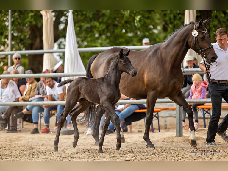 Trakehner Stallion 1 year Black in Albig