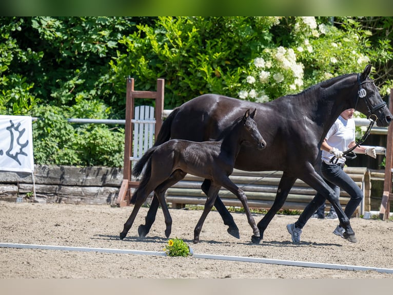 Trakehner Stallion 1 year Black in Rendsburg
