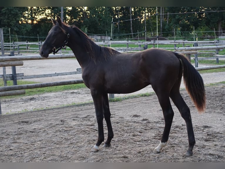 Trakehner Stallion 1 year Black in Ruil