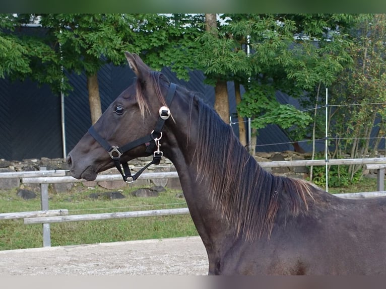 Trakehner Stallion 1 year Black in Ruil