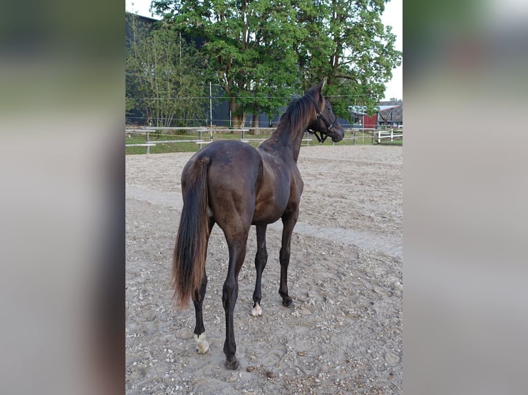 Trakehner Stallion 1 year Black in Ruil
