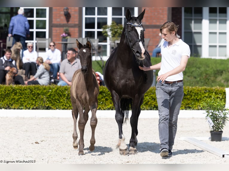 Trakehner Stallion 1 year Black in Ganderkesee