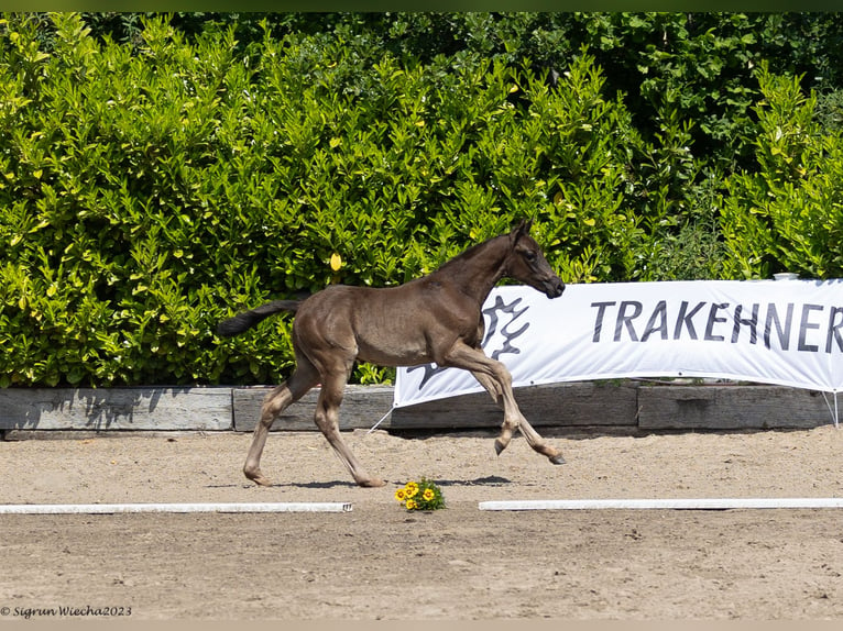 Trakehner Stallion 1 year Black in Helmstorf-Kühren