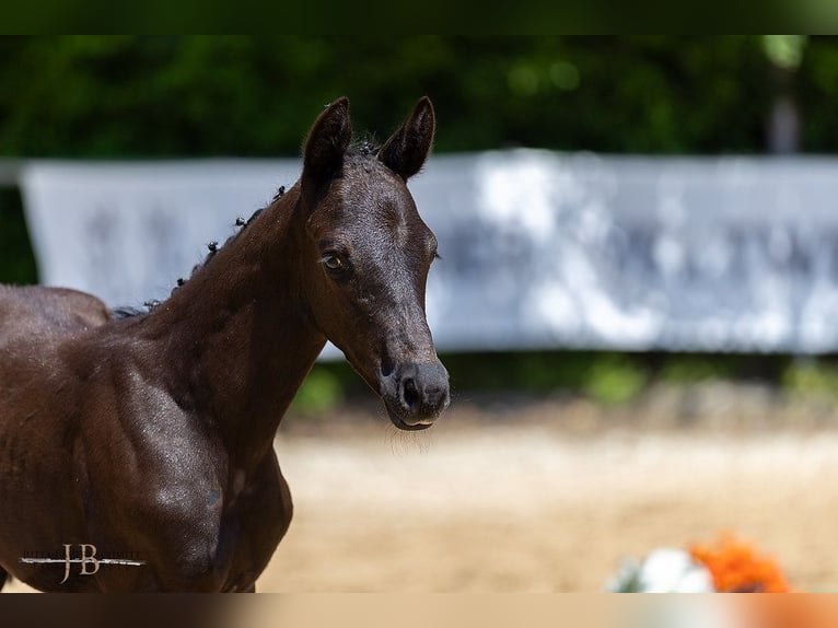 Trakehner Stallion 1 year Black in Meitingen
