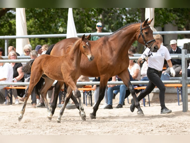 Trakehner Stallion 1 year Brown in Gotha