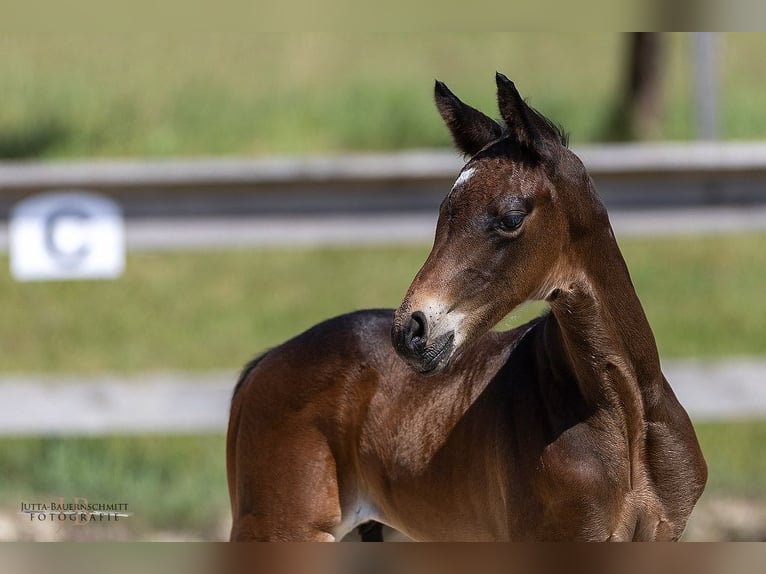 Trakehner Stallion 1 year Brown in Feldkirchen