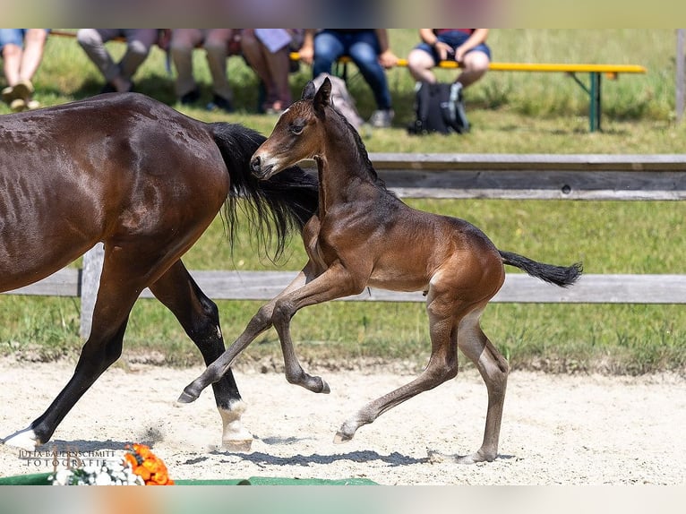 Trakehner Stallion 1 year Brown in Feldkirchen