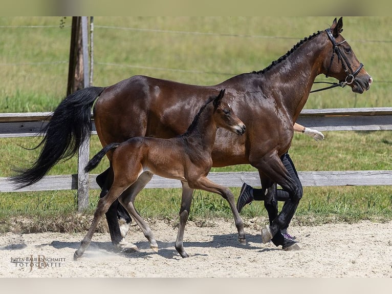 Trakehner Stallion 1 year Brown in Feldkirchen