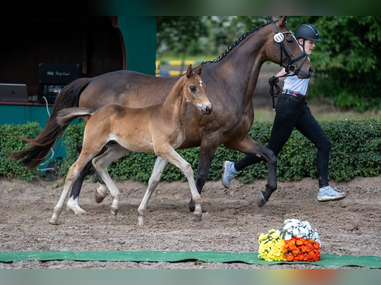 Trakehner Stallion 1 year Brown in Kneitlingen