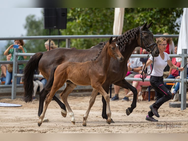 Trakehner Stallion 1 year Brown in Bad Soden-Salmünster