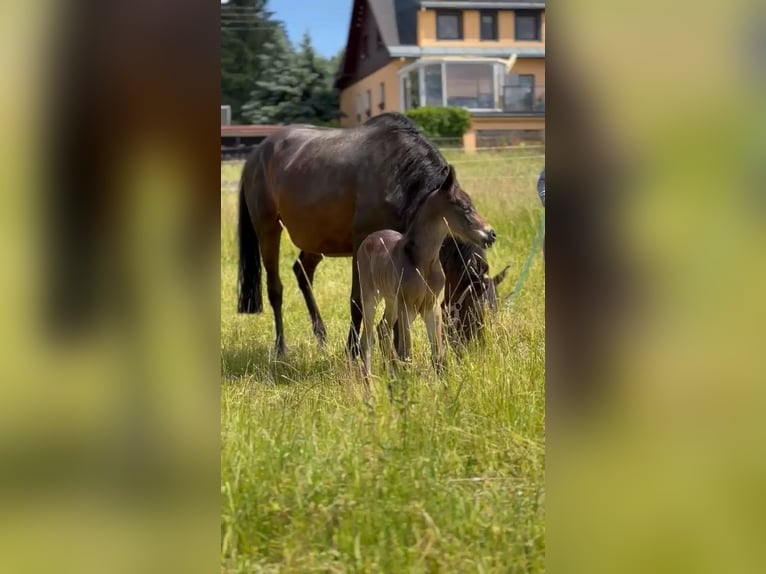 Trakehner Mix Stallion 1 year Brown in Scheibenberg