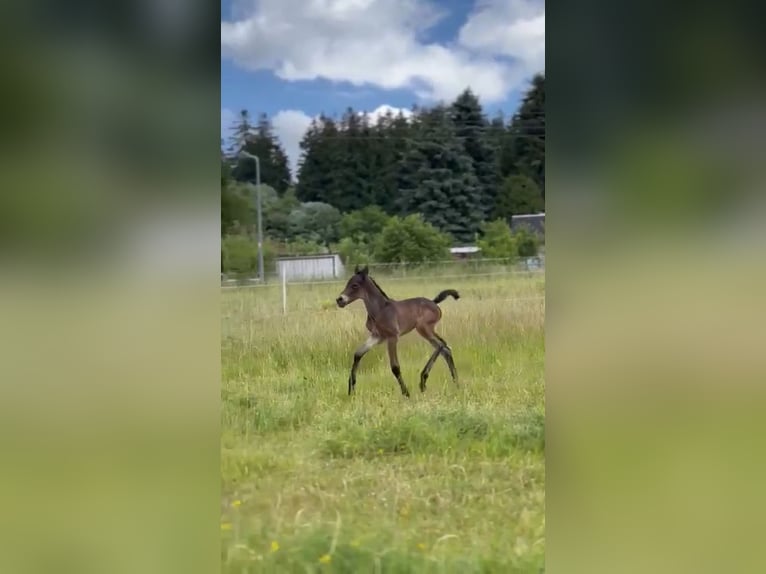 Trakehner Mix Stallion 1 year Brown in Scheibenberg
