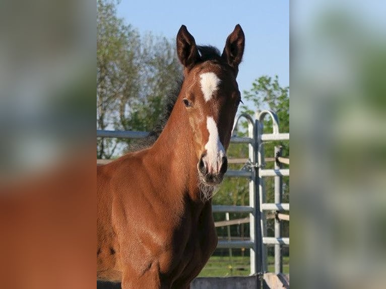 Trakehner Stallion 1 year Brown in Günzburg