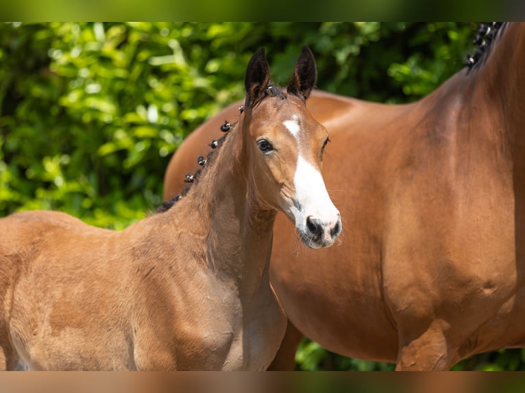 Trakehner Stallion 1 year Brown in Heiligenstedtenerkamp