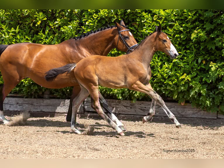 Trakehner Stallion 1 year Brown in Heiligenstedtenerkamp