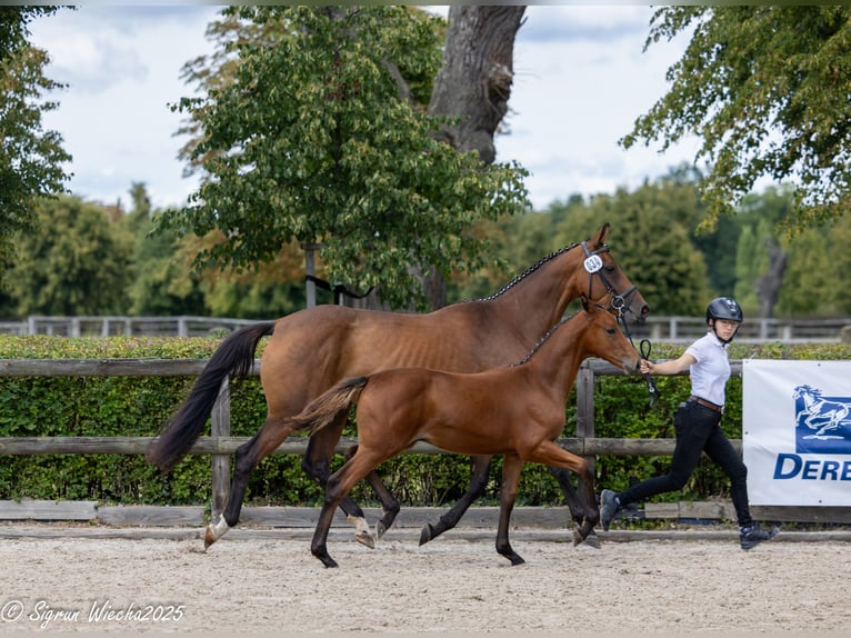 Trakehner Stallion 1 year Brown in Schönewald