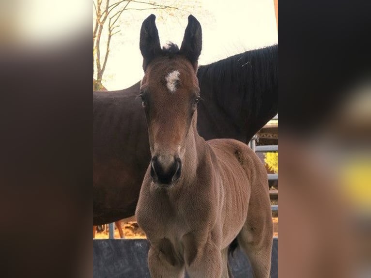 Trakehner Stallion 1 year Brown in Günzburg