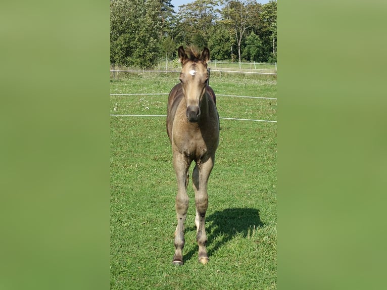 Trakehner Stallion 1 year Buckskin in RuilaRuila