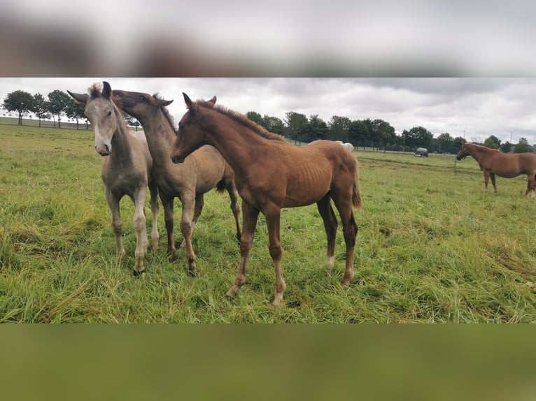 Trakehner Stallion 1 year Chestnut in Graditz