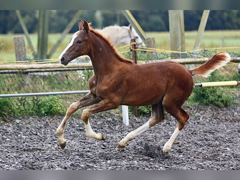 Trakehner Stallion 1 year Chestnut in Crivitz