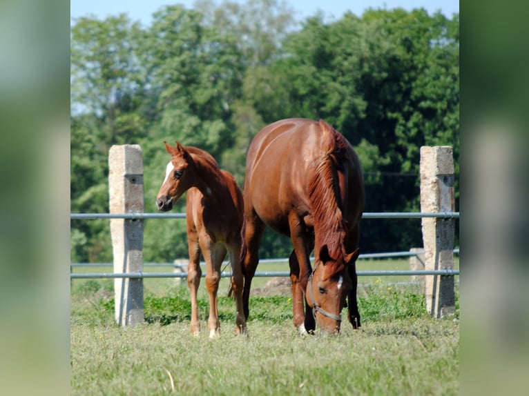 Trakehner Stallion 1 year Chestnut in ZapelCrivitz