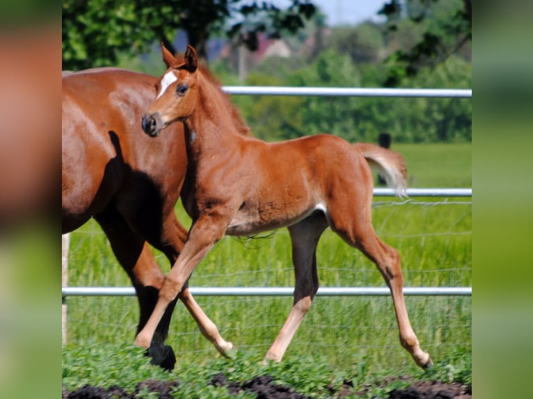 Trakehner Stallion 1 year Chestnut in ZapelCrivitz